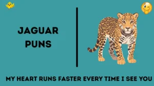 Jaguar Puns