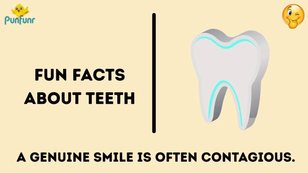 Fun Facts About Teeth